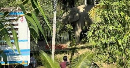 泰国一大象被迫工作杀死主人