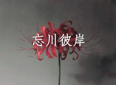 我愿为你放下全部此生让我来渡